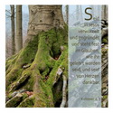Seid in Jesus verwurzelt und gegründet ... Kolosser 2, 7