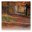 Weis mir, Herr, deinen Weg, dass ich wandle in deiner Wahrheit ... Psalm 86, 11